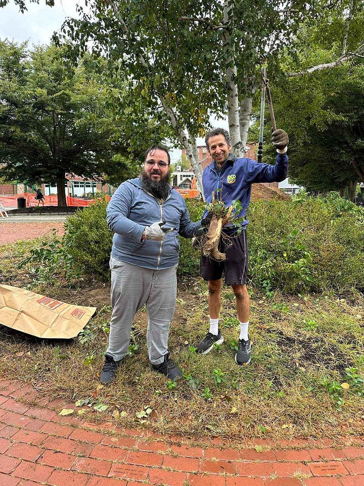 Collage of pictures showing volunteers working on clearing the mulch bed of weeds and the bags of collected weeds.