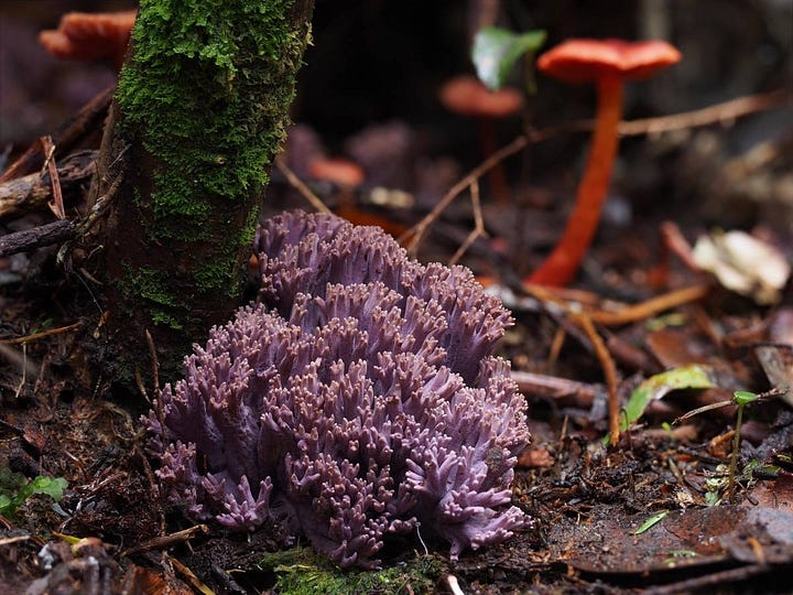 Clavaria cf. zollingeri