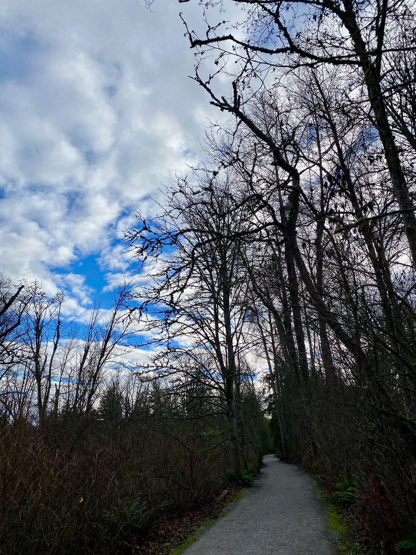Path & trees. Photo by JPC Path & trees. Photo by JPC