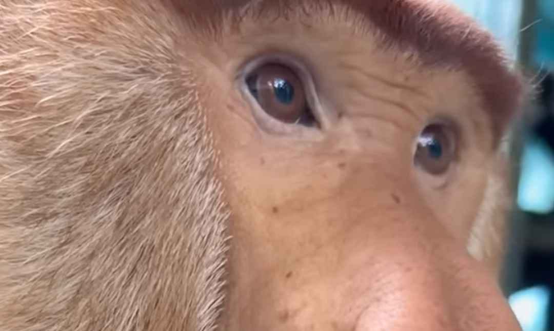 Male proboscis monkey. Screengrab via YouTube