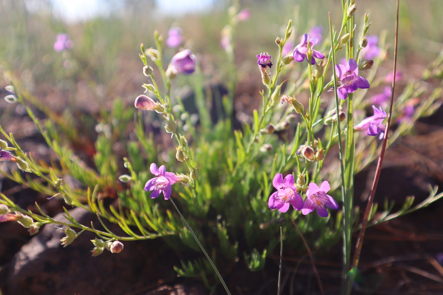 small bell shaped flowers with narrow leaves