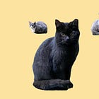 From afar friends: Surprise campground cats