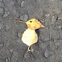 Psymask's avatar