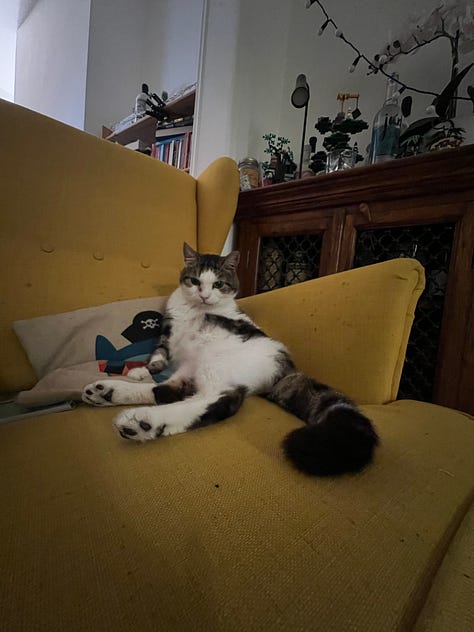 Pictures of swirls, a tabby and white cat. He sits on a yellow chair and looks at the JR mgazine.