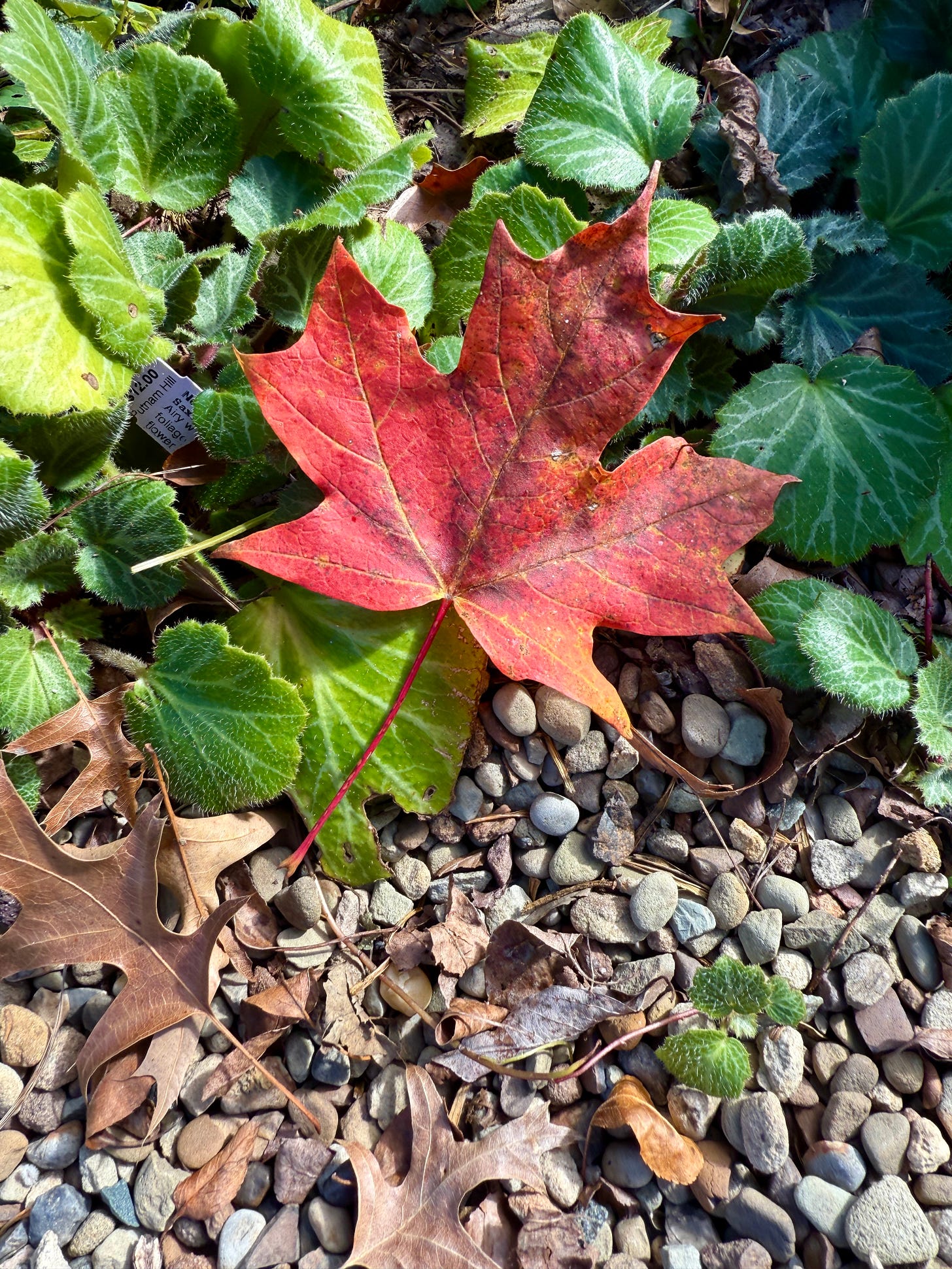 One colorful leaf so far! Many more to come.