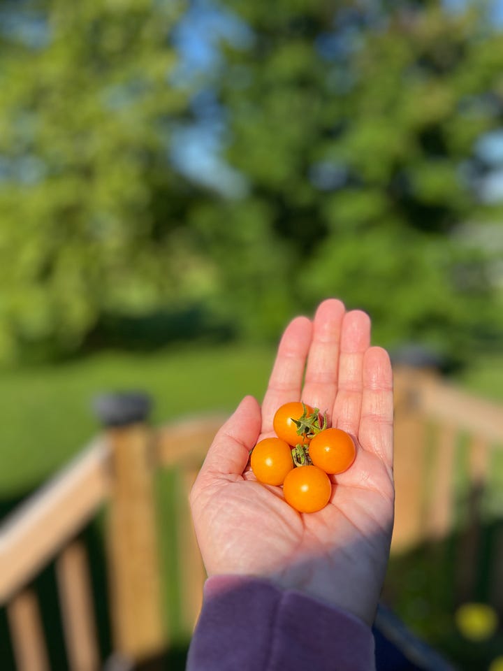 porch garden with tomatoes and marigolds; hand holding yellow tomatoes
