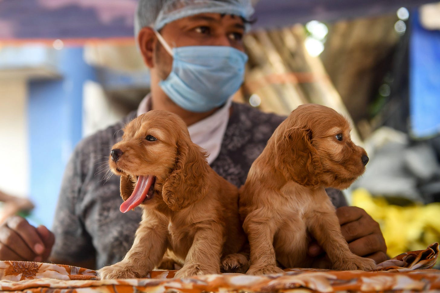 All those dogs bought during quarantine are now set up for behavioral problems. All those dogs bought during quarantine are now set up for behavioral problems.