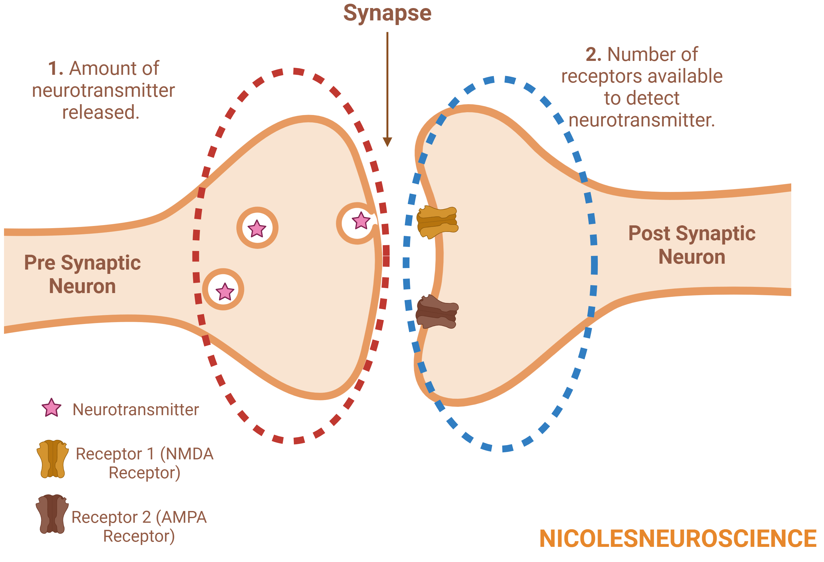 Synaptic Plasticity - by Nicole Vignola, MSc