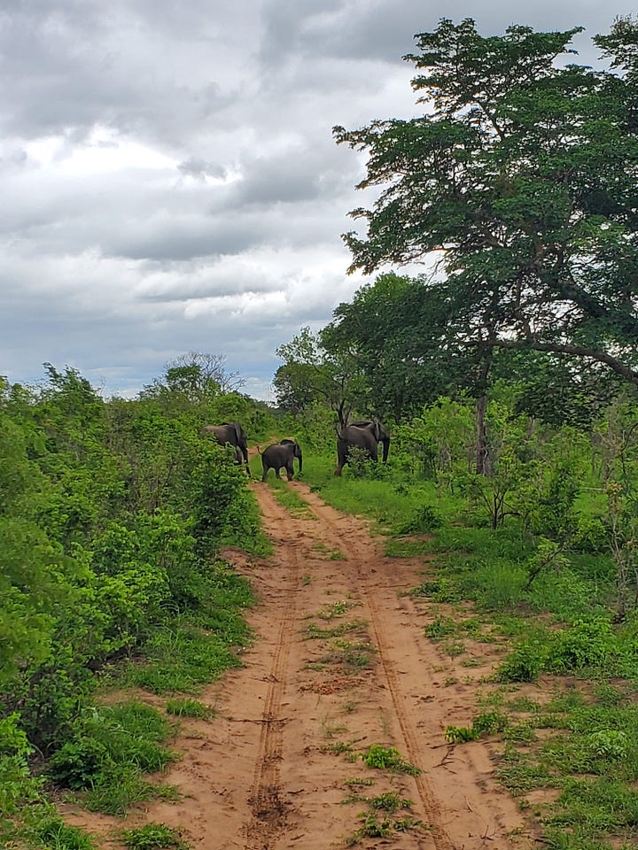 Elephants in the teak forrest