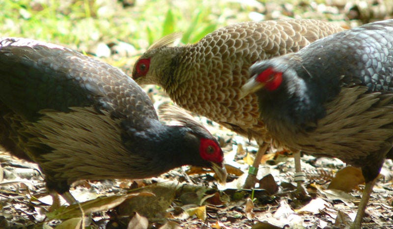 Kalij pheasants