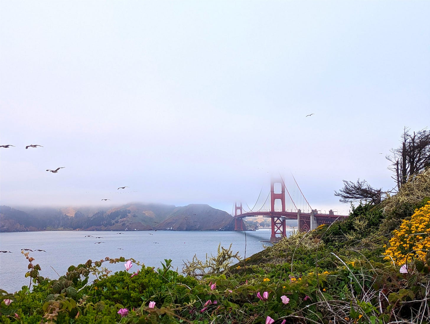 The Golden Gate Bridge is shrouded in fog, with tiny pink and yellow flowers in the foreground