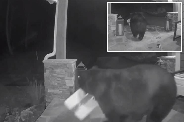 Footage of bear stealing package off North Carolina porch