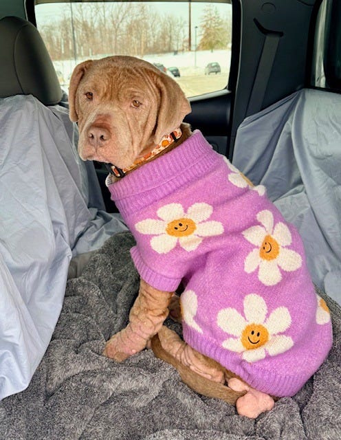 May be an image of dog