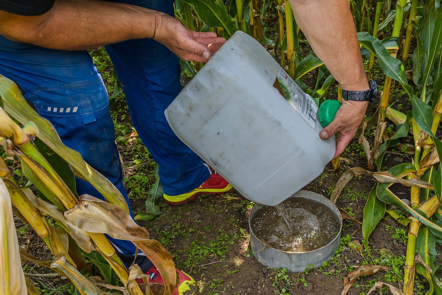 Ein Mann in blauer Arbeitshose und roten Schuhen giesst Wasser aus einem weissen Kanister in einen Metallring, der im Boden zwischen Maispflanzen eingelassen ist. Das Wasser sammelt sich im Ring für einen Infiltrationstest zur Messung der Bodenaufnahmefähigkeit. Ein Mann in blauer Arbeitshose und roten Schuhen giesst Wasser aus einem weissen Kanister in einen Metallring, der im Boden zwischen Maispflanzen eingelassen ist. Das Wasser sammelt sich im Ring für einen Infiltrationstest zur Messung der Bodenaufnahmefähigkeit.