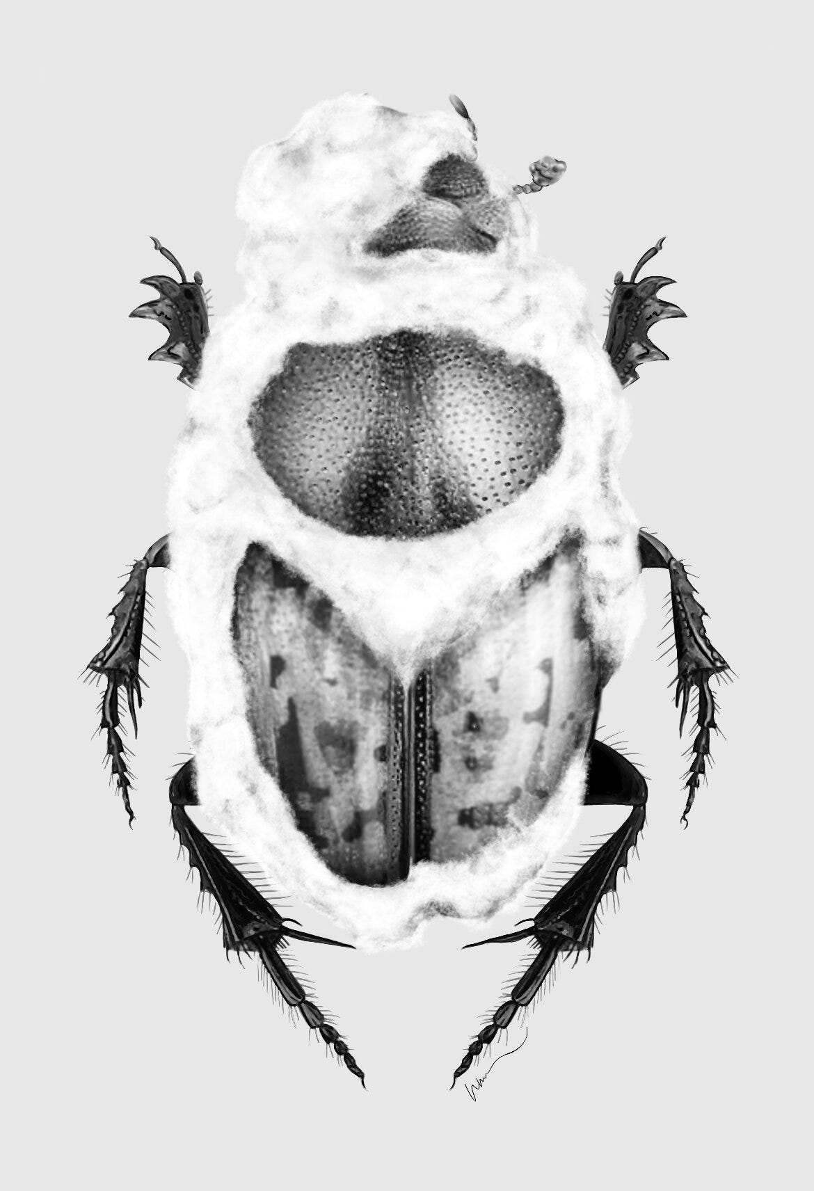 Pathogenic fungus found to infect dung beetles in Australia
