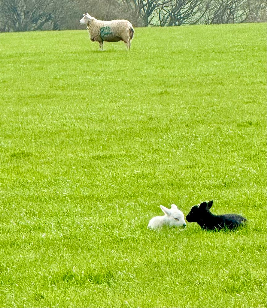 lambs in the fields in UK