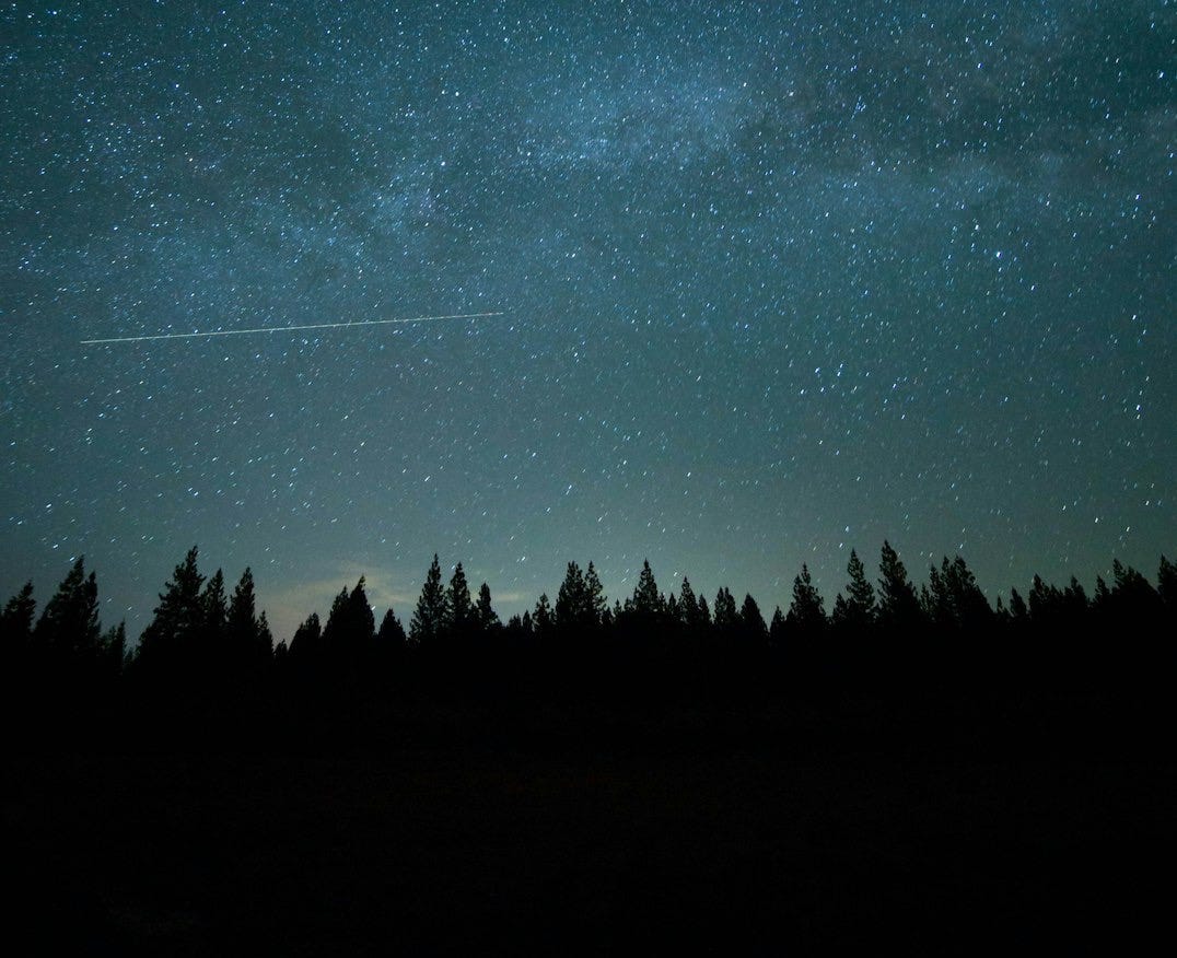 trees under blue sky and stars during nighttime photo