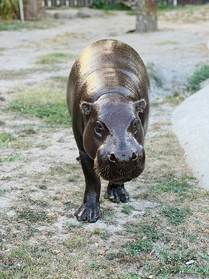 pygmy hippo capybara, turtle and stork