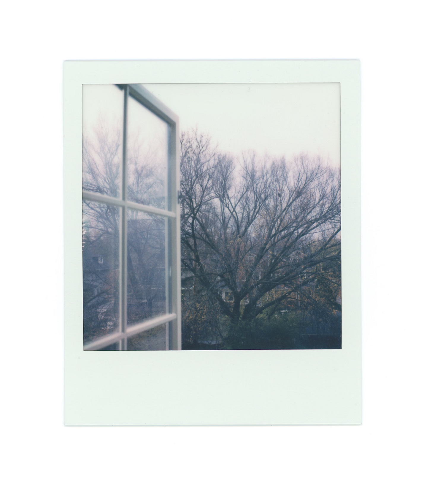 a single polaroid. the elm tree from the half open window. the sky is gray, and the branches are now bare.