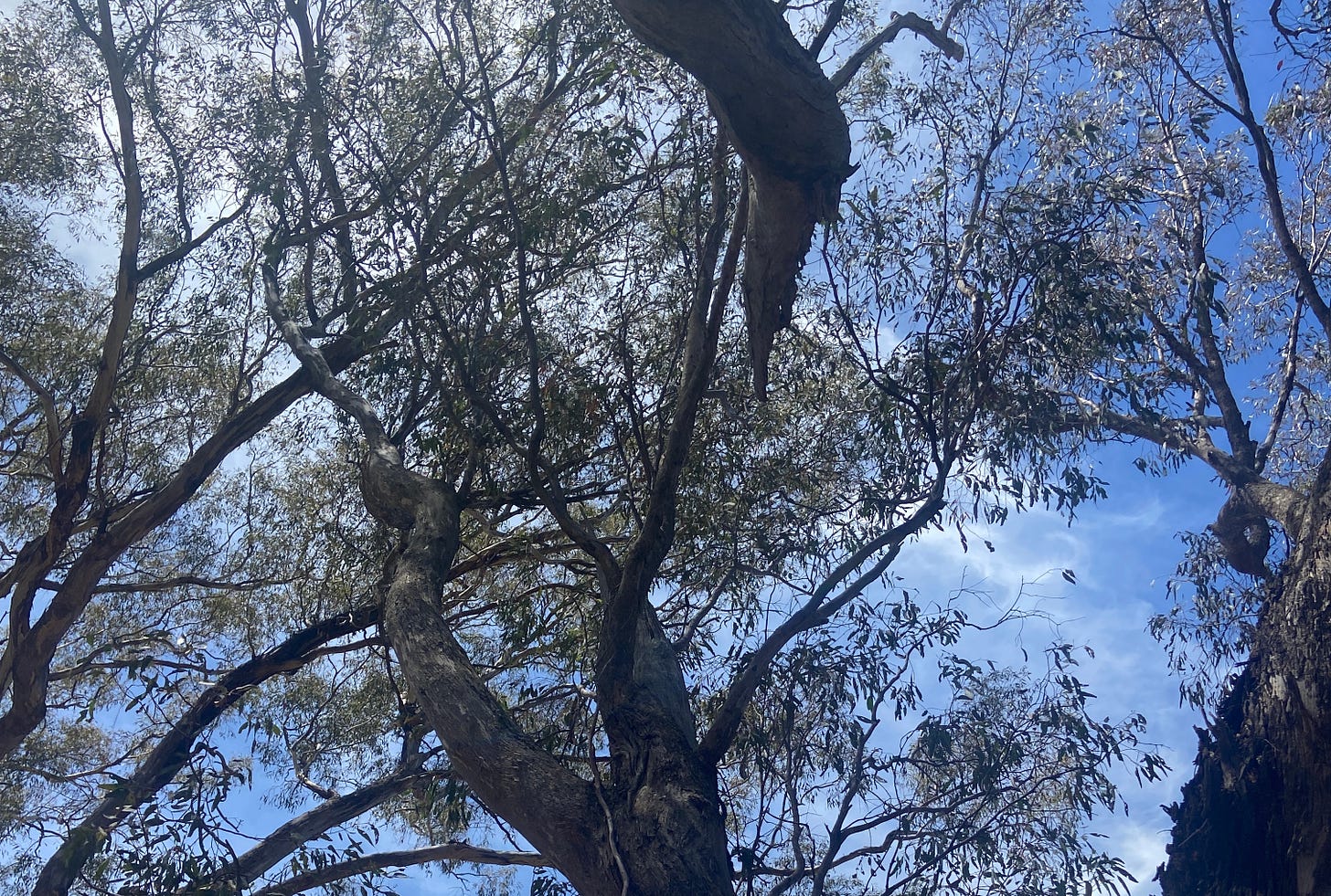 An image taken from below a gum tree. It has big winding branches and thin leaves. Behind it is a blue sky and hints of sunshine.