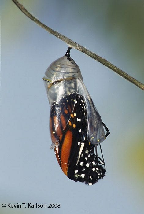 Beautiful photo of butterfly emerging from coccoon.
