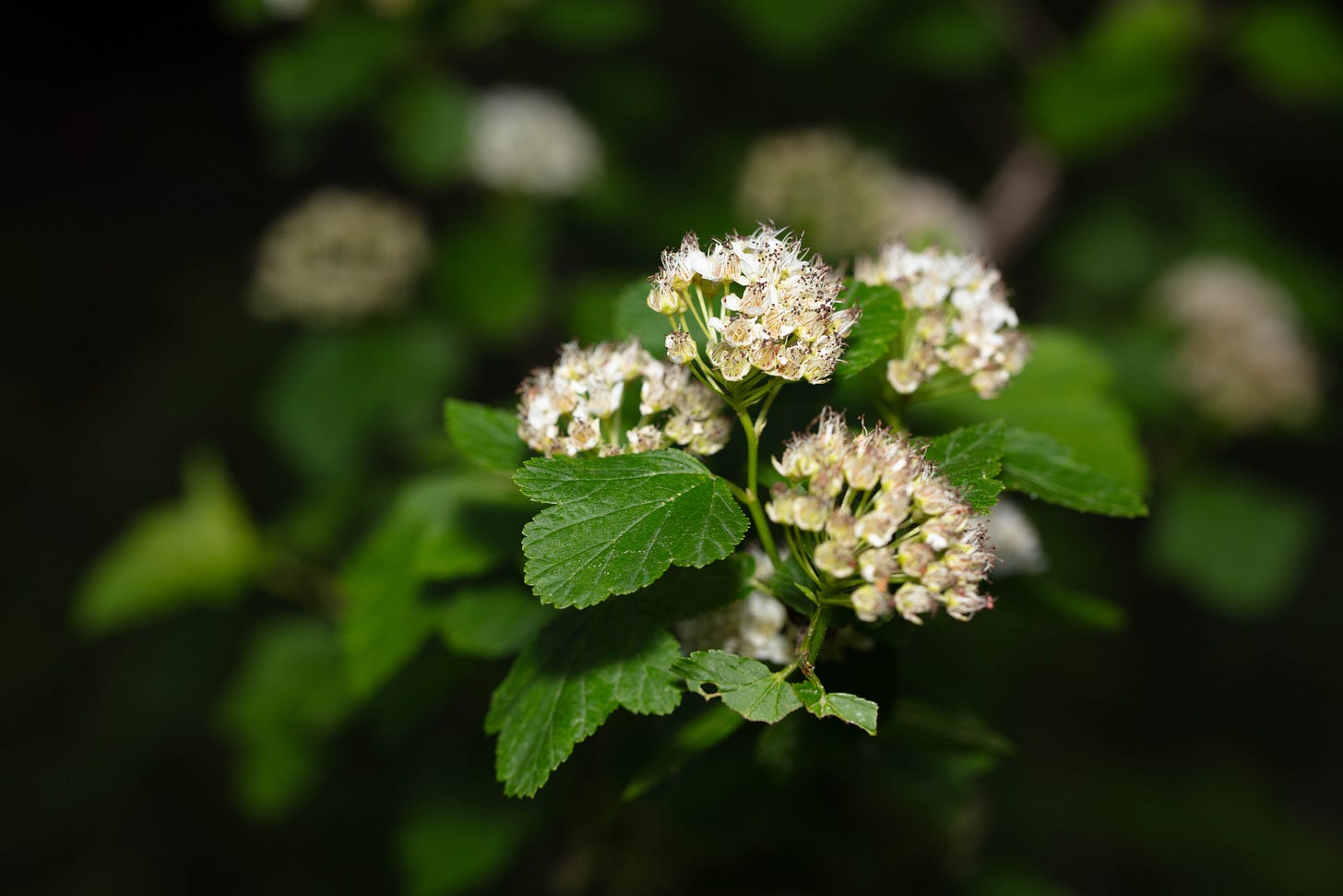 Against a dark background, a close-up of a flowering plant with globes of many white, five-petals flowers and bright green leaves. More of these clusters of flowers and leaves are in the background, fading into soft focus.