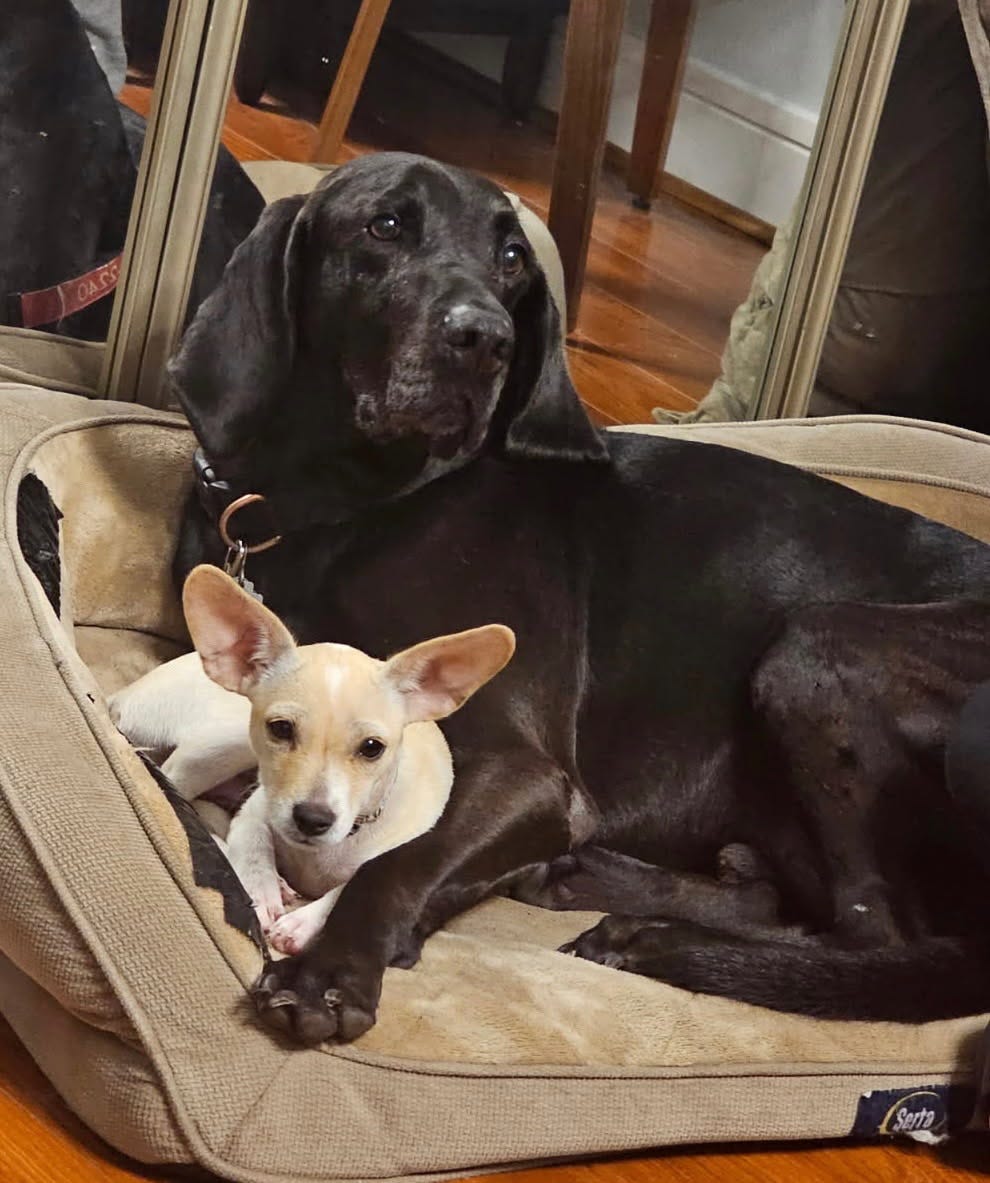 Bentley, a large black Labrador, lies protectively in his dog bed beside Luma, a small cream-colored puppy with oversized ears. The two dogs rest peacefully together, reflected softly in a nearby mirror — a quiet moment of companionship, trust, and unconditional love.