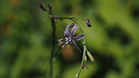 gallery of plants
