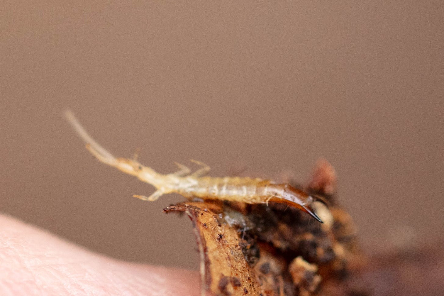 Macro close-up of a pale, six-legged arthropod with long antennae and brown curved cerci (prong-like extensions) at the base of the abdomen
