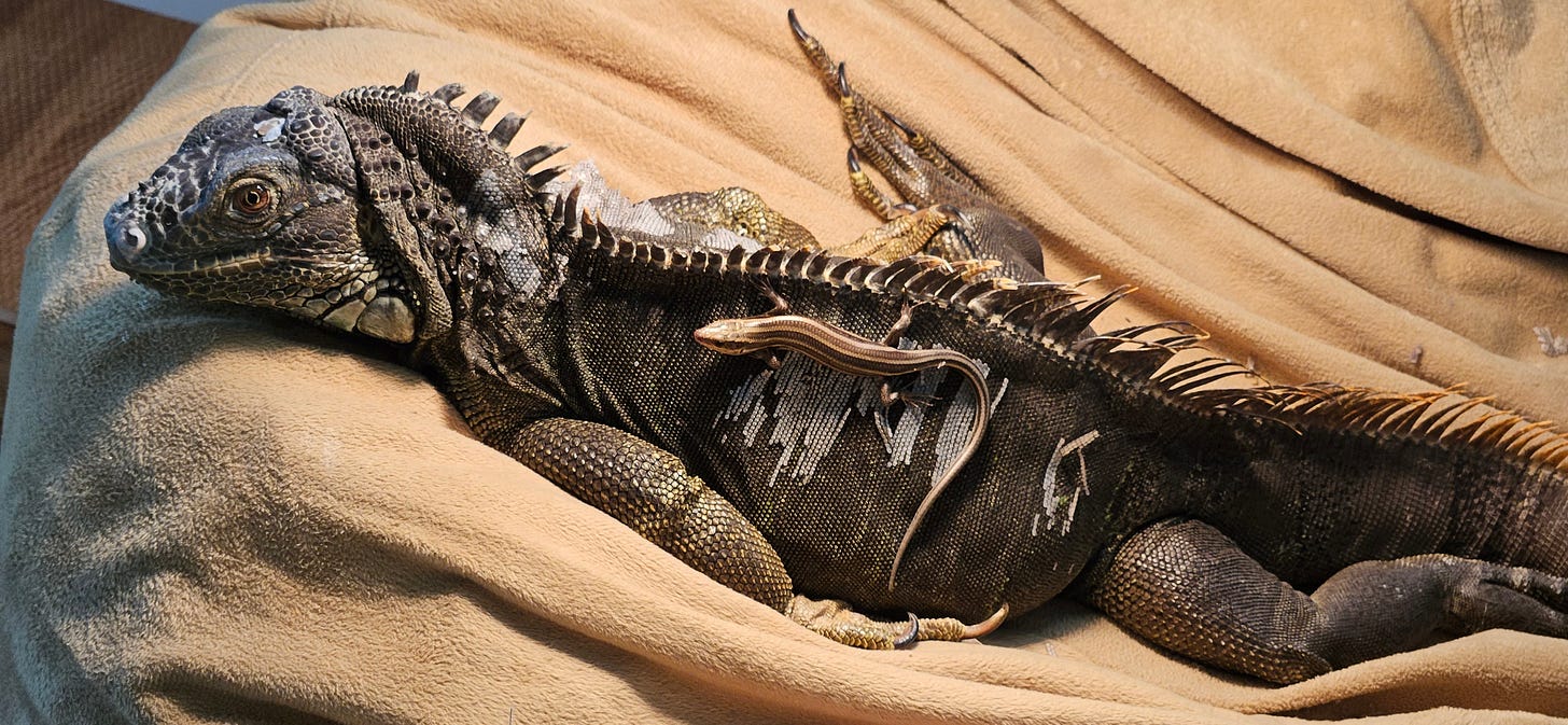 A skink lies along an iguana's back A skink lies along an iguana's back