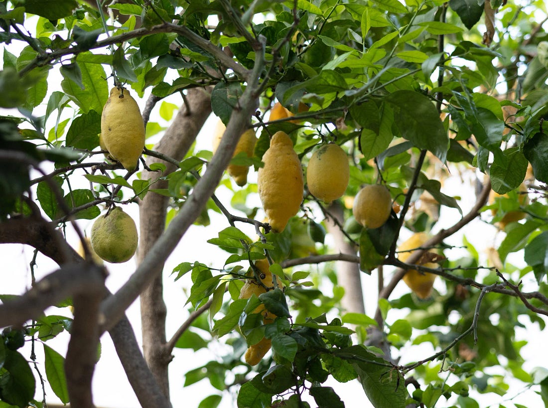 A cluster of misshapen backyard lemons of several different cultivars growing on Lipari, Aeolian Islands. A cluster of misshapen backyard lemons of several different cultivars growing on Lipari, Aeolian Islands.