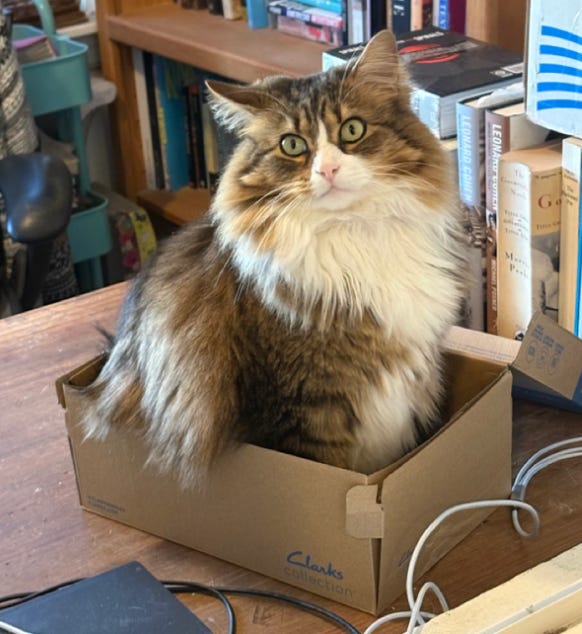 brown and white floof in small box on desk with books behind; he is looking up with green eyes and looks goofy brown and white floof in small box on desk with books behind; he is looking up with green eyes and looks goofy