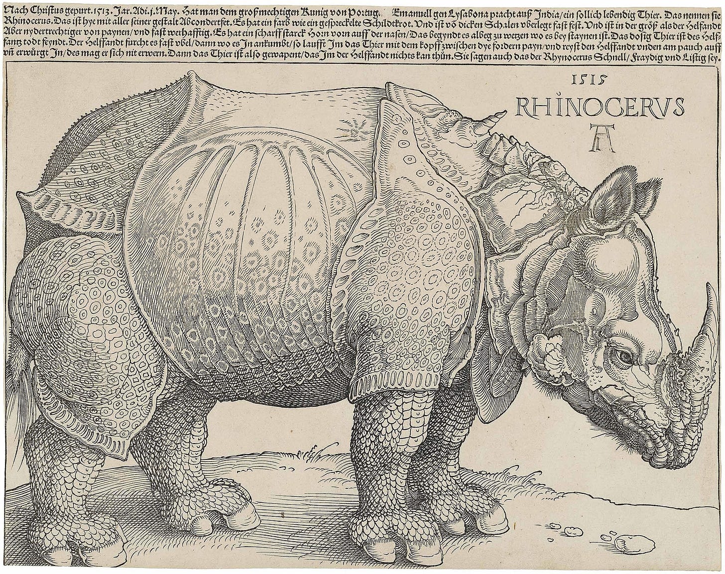 Rhinoceros
