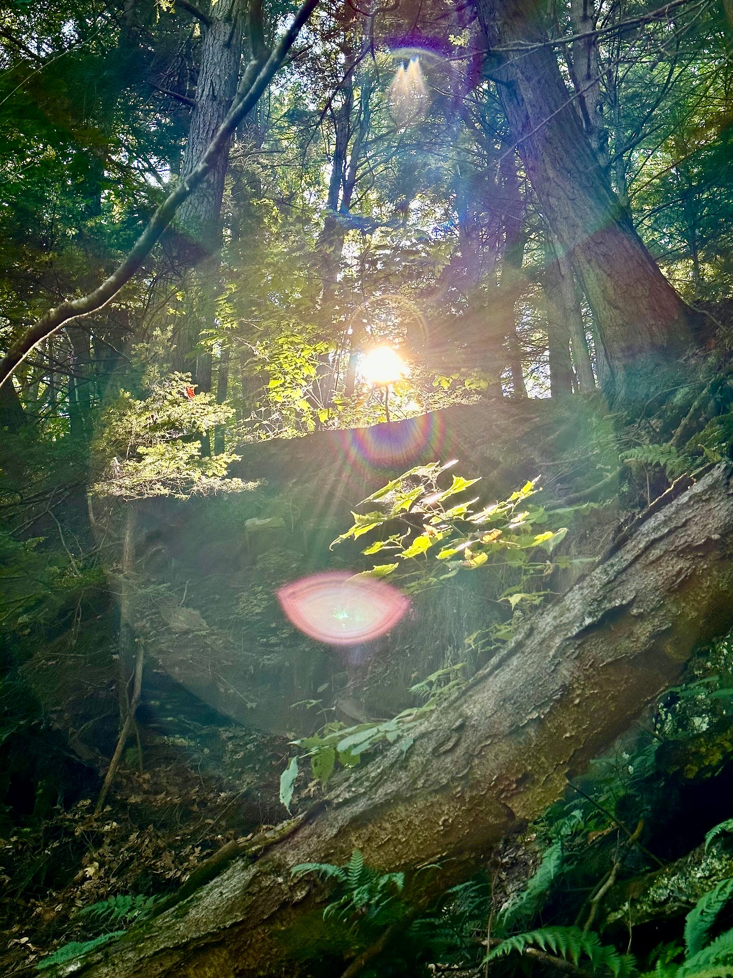 Trees and leaves in the forest with the sun poking through and lighting up the image