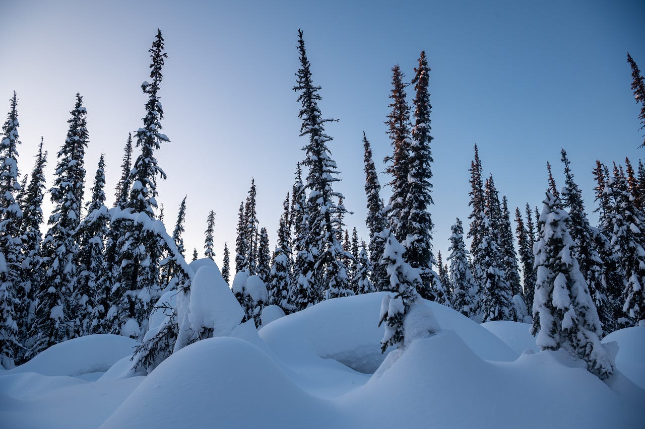 "A boreal forest of tall, slender black spruce trees stands against a pale blue twilight sky. The upper branches of several trees on the right catch the last warm golden light of sunset while the rest of the scene is in cool blue shadow. Large rounded snow mounds and small buried shrubs fill the foreground. Fairbanks, Alaska.