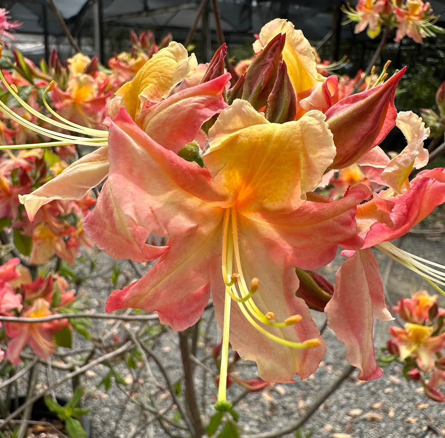 A beautiful orange/pink flower that may or may not be a snapdragon.
