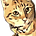 Zynkah’s Substack