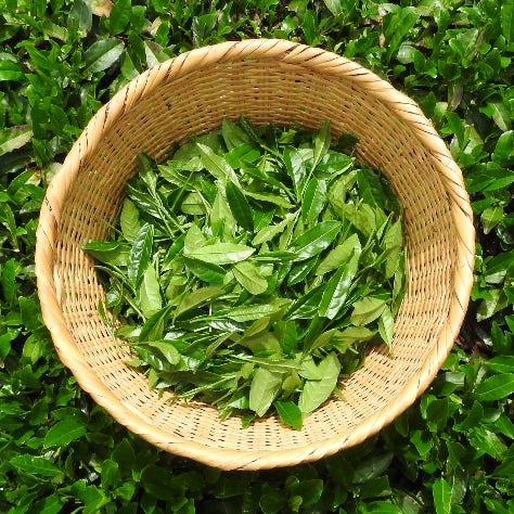 Behind the Tea Fields by Rina