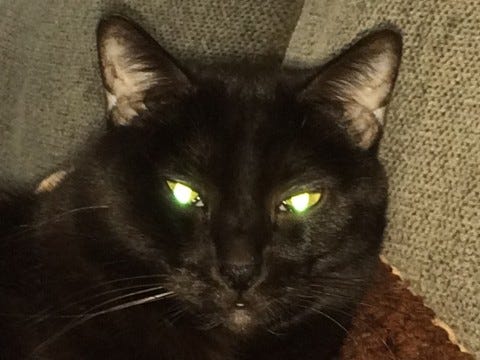 Gizmo_Cats'_Eyes_Glow Gizmo_Cats'_Eyes_Glow
