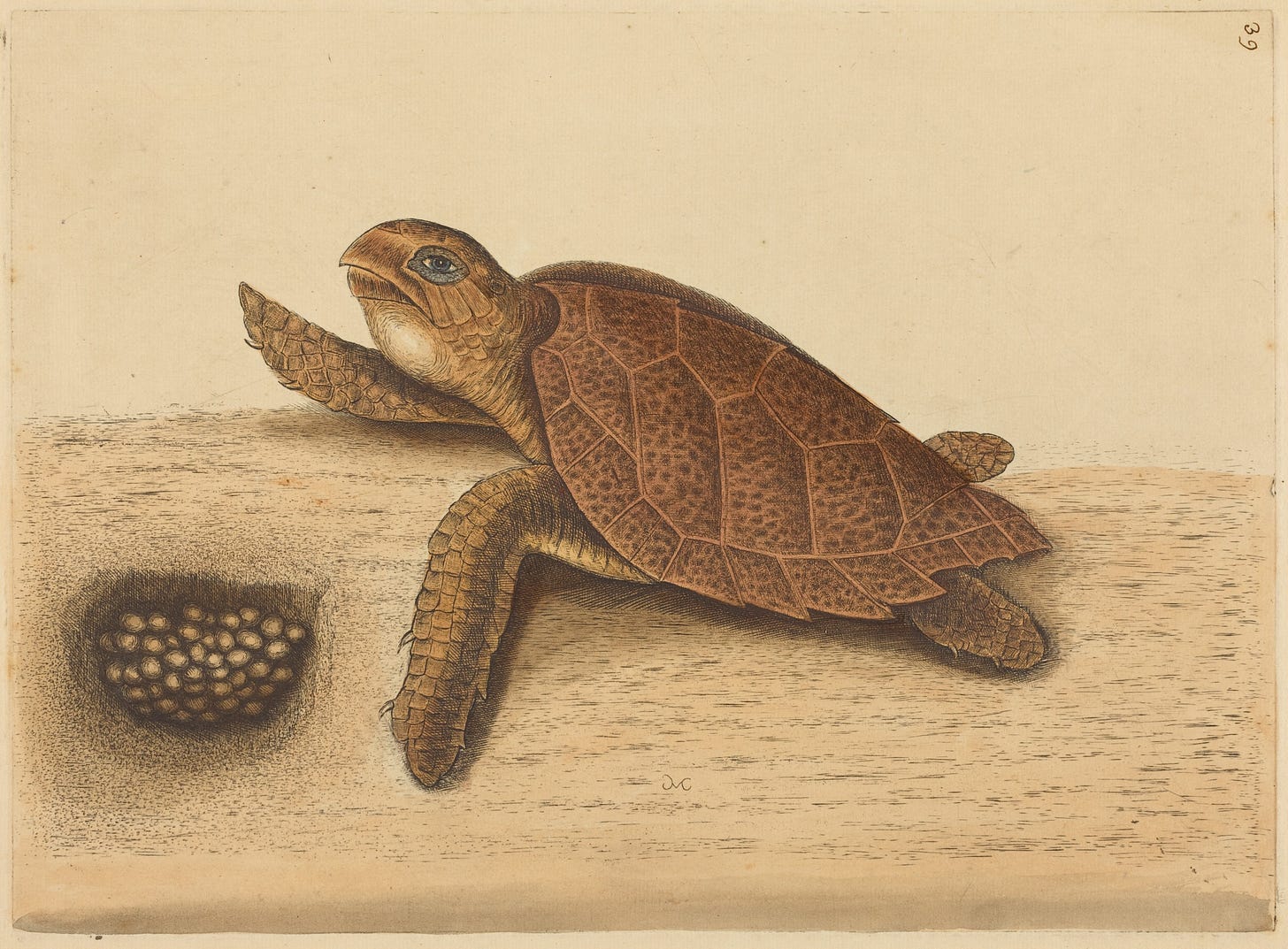 The Haws-bill Turtle by Mark Catesby Source: The National Gallery of Art