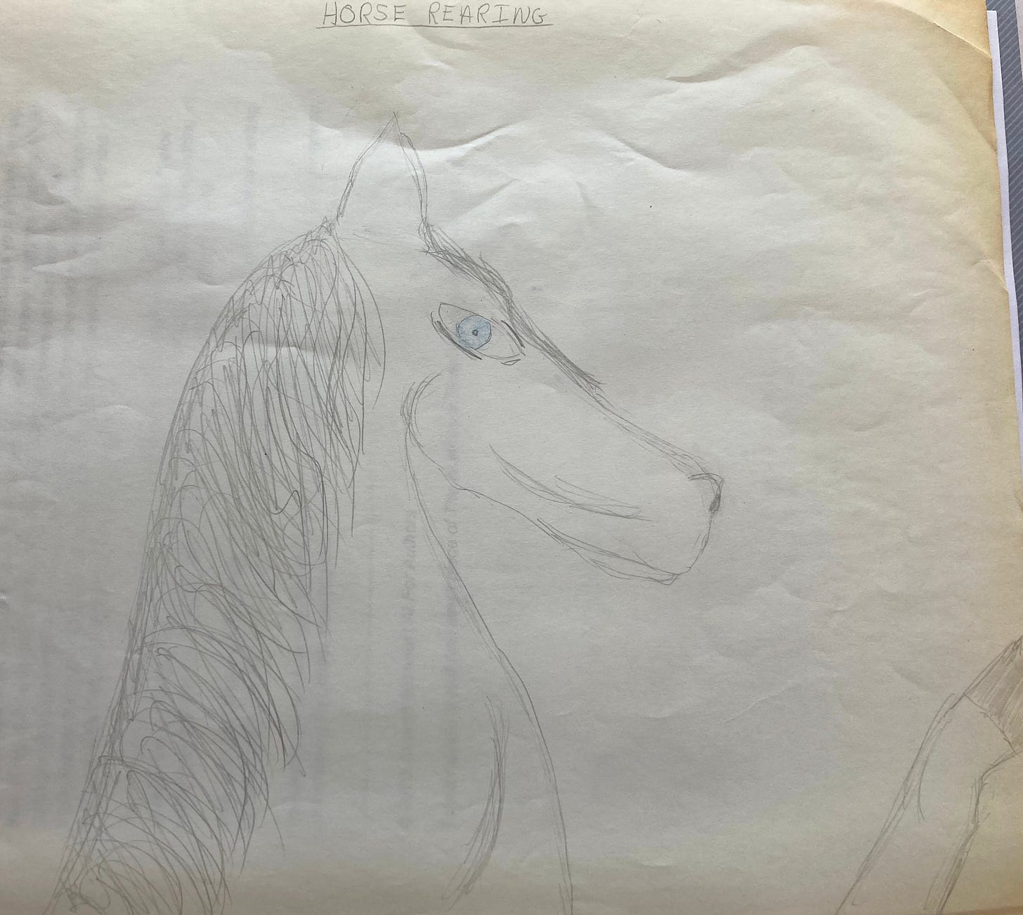 horse rearing drawing