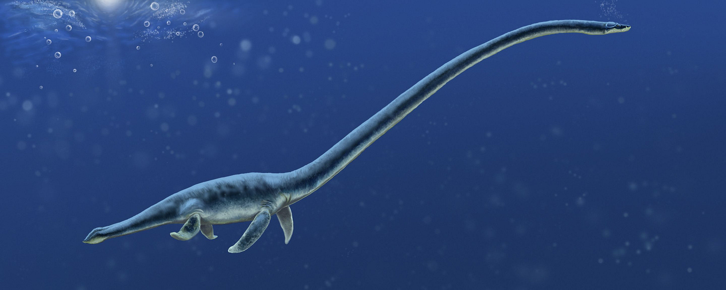 A modern reconstruction of an elasmosaur. Honestly, the neck looks far too long. Who needs that much neck? 