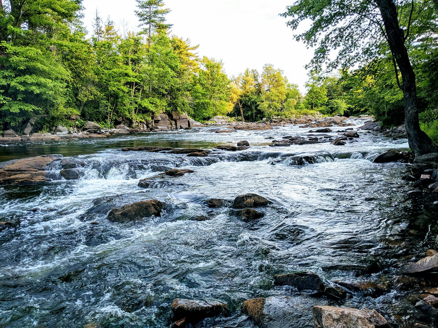 A flowing river in a forest