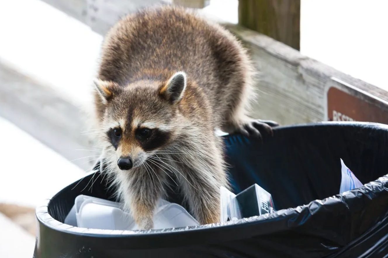How Raccoons Can Teach You Resilience - by Laurie Kehler