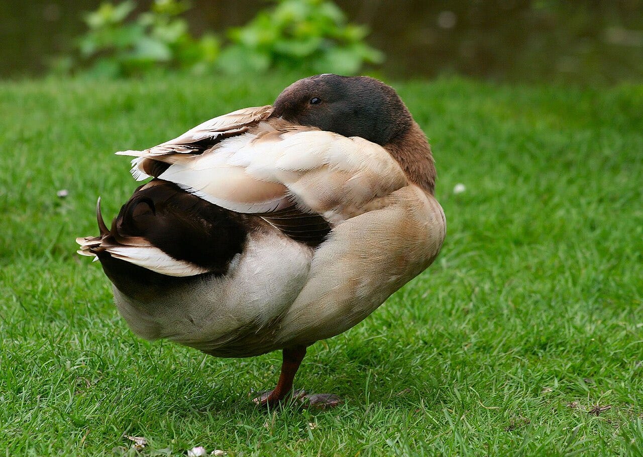 male khaki campbell