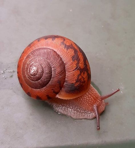 a group of different snails with colorful striped shells