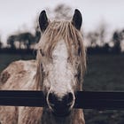 Bag yourself a bonanza of horsey prizes worth £650 to help you through winter