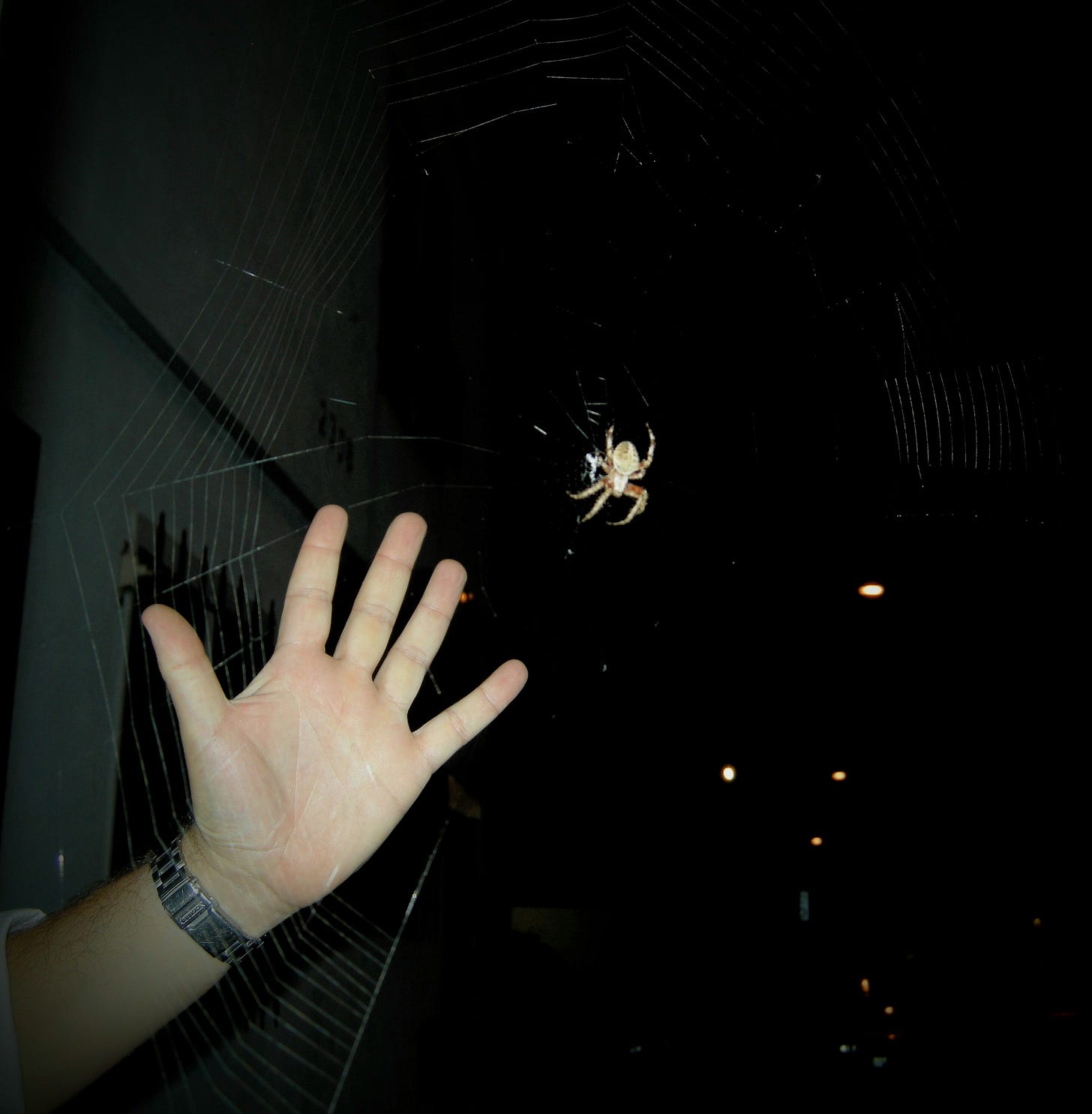 A large brown spider sits at the center of a web, with a male human hand for size comparison