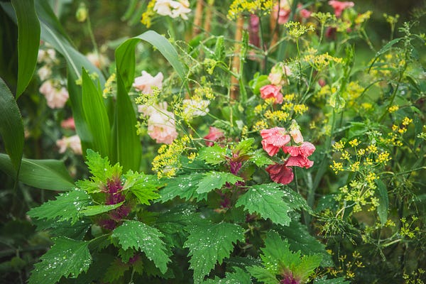 The Edible Garden by Huw Richards | Substack