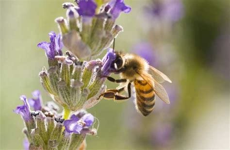 Busy as bee? They need their rest too! - Earth Times